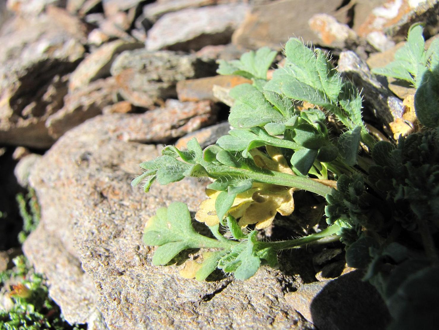 Noccaea corymbosa (=Thlaspi lereschianum) e Papaver alpinum